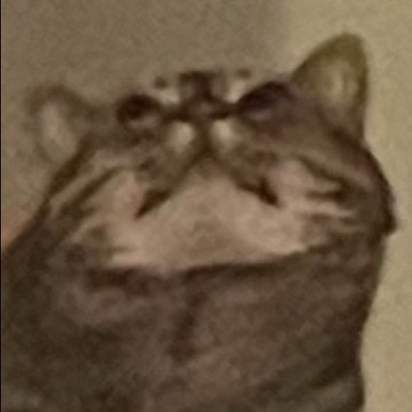 Meet your Posher, Nicholas - Picture 1 of 1